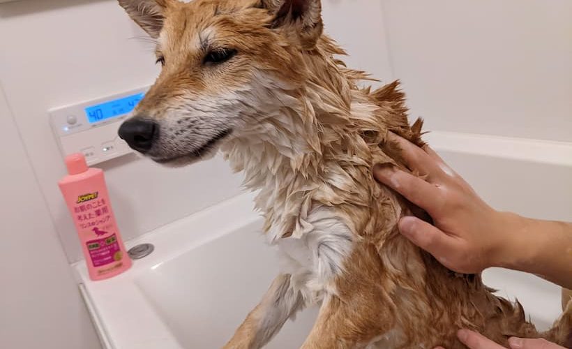 もはや柴犬ではない in 風呂