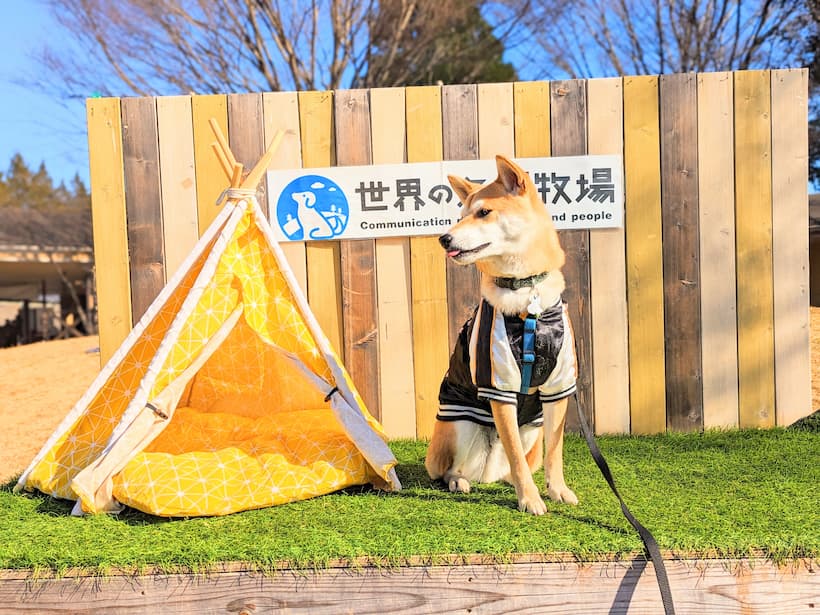 【世界の名犬牧場】愛犬連れの人もそうでない人も、そしてもちろん愛犬も楽しめるドッグ・コミュニティパークでした