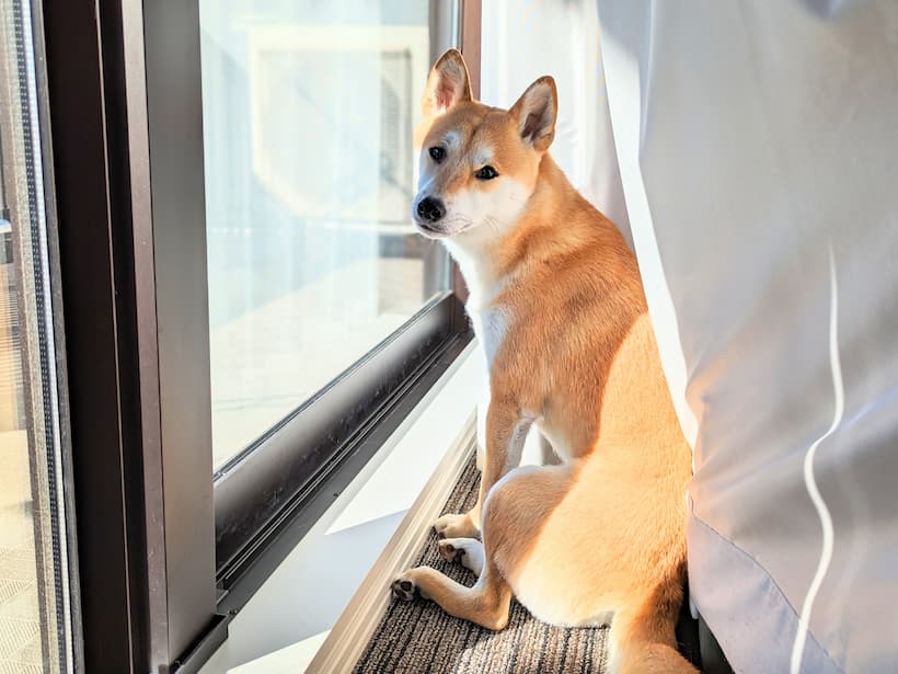 一応、柴犬は日本犬保存会によると「日本犬の中で唯一の小型犬種」と言われていますฅᐡ•ﻌ•ᐡฅ