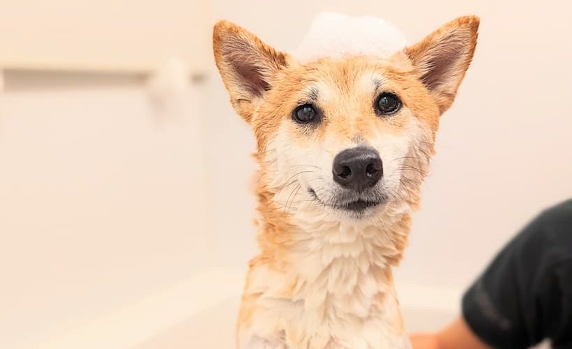 愛犬のシャンプー☆彡しっかり乾かすのって大事だなって