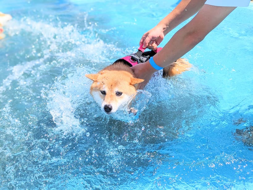 見よっ、高速犬かきが生み出すこの美しき水しぶきをっ！